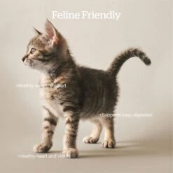 Now Fresh Grain-Free Adult Formula Dry Cat Food 13 Now Fresh Grain-Free Adult Formula Dry Cat Food -Furry Friends 261235 PT2. AC SS1800 V1637792216