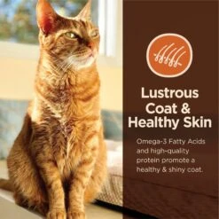 Wellness CORE Digestive Health Wholesome Grains Chicken & Rice Recipe Dry Cat Food -Furry Friends 264891 PT7. AC SS1800 V1608680255