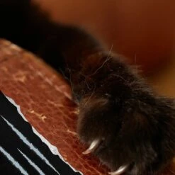 Emmy's Best Pet Products Stop The Scratch Max Strength Cat Scratch Deterrent Spray, 8-oz Bottle -Furry Friends 266643 PT5. AC SS1800 V1610818103