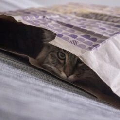 SmartyKat Sweet Greens & Catnip Caves Cat Toy With Catnip -Furry Friends 269247 PT4. AC SS1800 V1639012944