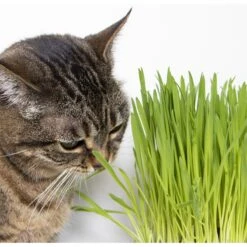 SmartyKat Sweet Greens & Catnip Caves Cat Toy With Catnip -Furry Friends 269247 PT7. AC SS1800 V1639015050