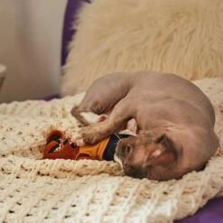 Frisco Halloween Good Bear, Bad Bear Reversible Plush Cat Toy With Catnip -Furry Friends 270299 PT3. AC SS1800 V1624817131