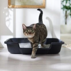 Noba Soy Ultra Clumping Cat Litter, 10-L Bag 9 Noba Soy Ultra Clumping Cat Litter, 10-L Bag -Furry Friends 277484 PT3. AC SS1800 V1680789563