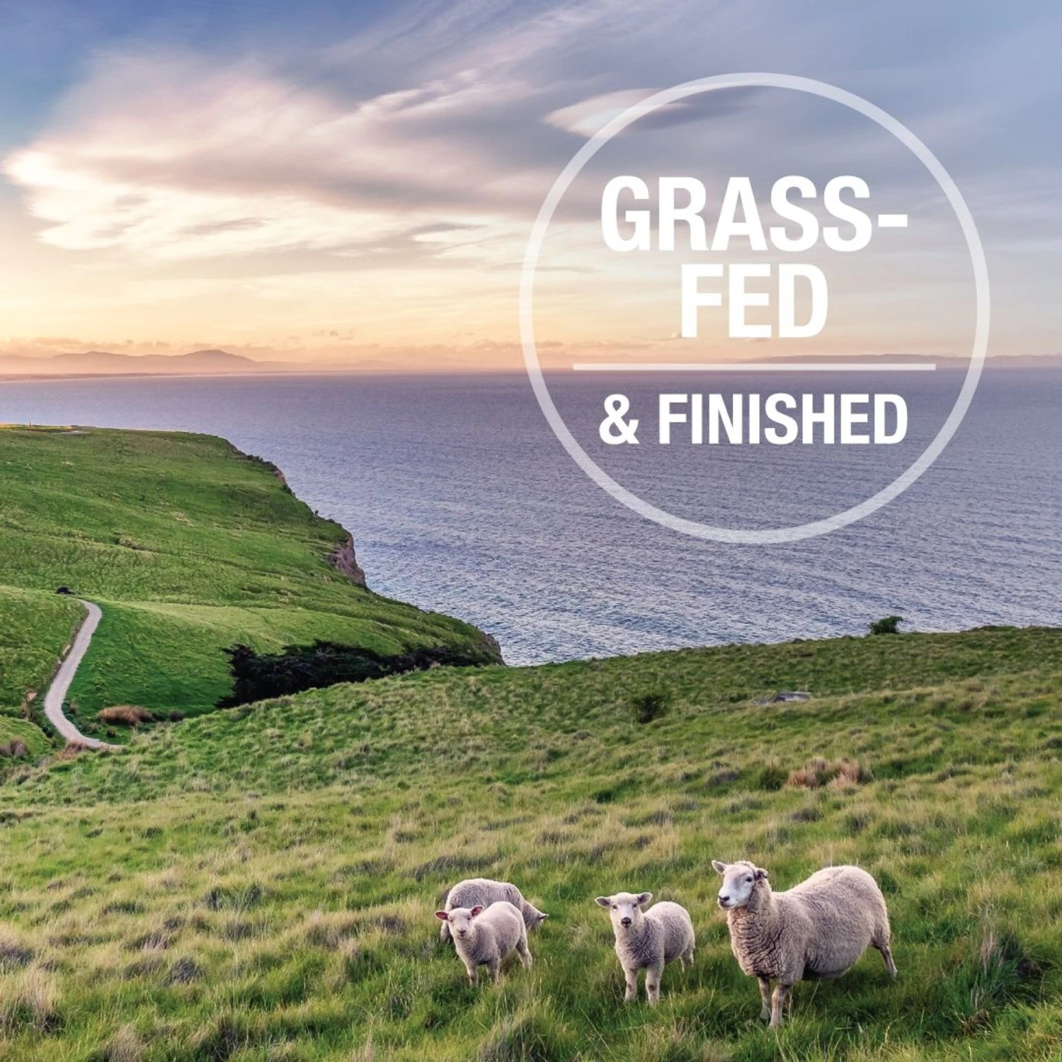 Feline Natural Chicken & Lamb Feast Grain-Free Wet Cat Food, 3-oz Pouch, Case Of 12 8 Feline Natural Chicken & Lamb Feast Grain-Free Wet Cat Food, 3-oz Pouch, Case Of 12 - Image 6