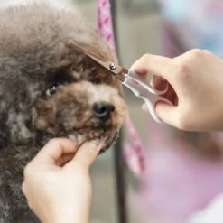 Babyliss Pro Pet Titanium Rounded-Tip Dog Grooming Shears, 5-in 11 Babyliss Pro Pet Titanium Rounded-Tip Dog Grooming Shears, 5-in -Furry Friends 290237 PT4. AC SS1800 V1651510581