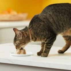 Meow Mix Tasty Layers Chicken & Turkey Recipe Stuffed With Real Chicken Swirled Paté Cat Food, 2.75-oz Can, Case Of 12 -Furry Friends 292098 PT5. AC SS1800 V1670621341