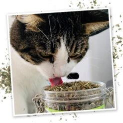 Meowijuana Catnip Pawty Mix, 60-g Jar & Meowijuana Refillable Get Buzzed Catnip Bee Cat Toy -Furry Friends 298212 PT4. AC SS1800 V1621300044