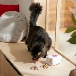 Frisco Lunar New Year Fortune Cookie Plush Cat Toy With Catnip -Furry Friends 298909 PT3. AC SS1800 V1640269104