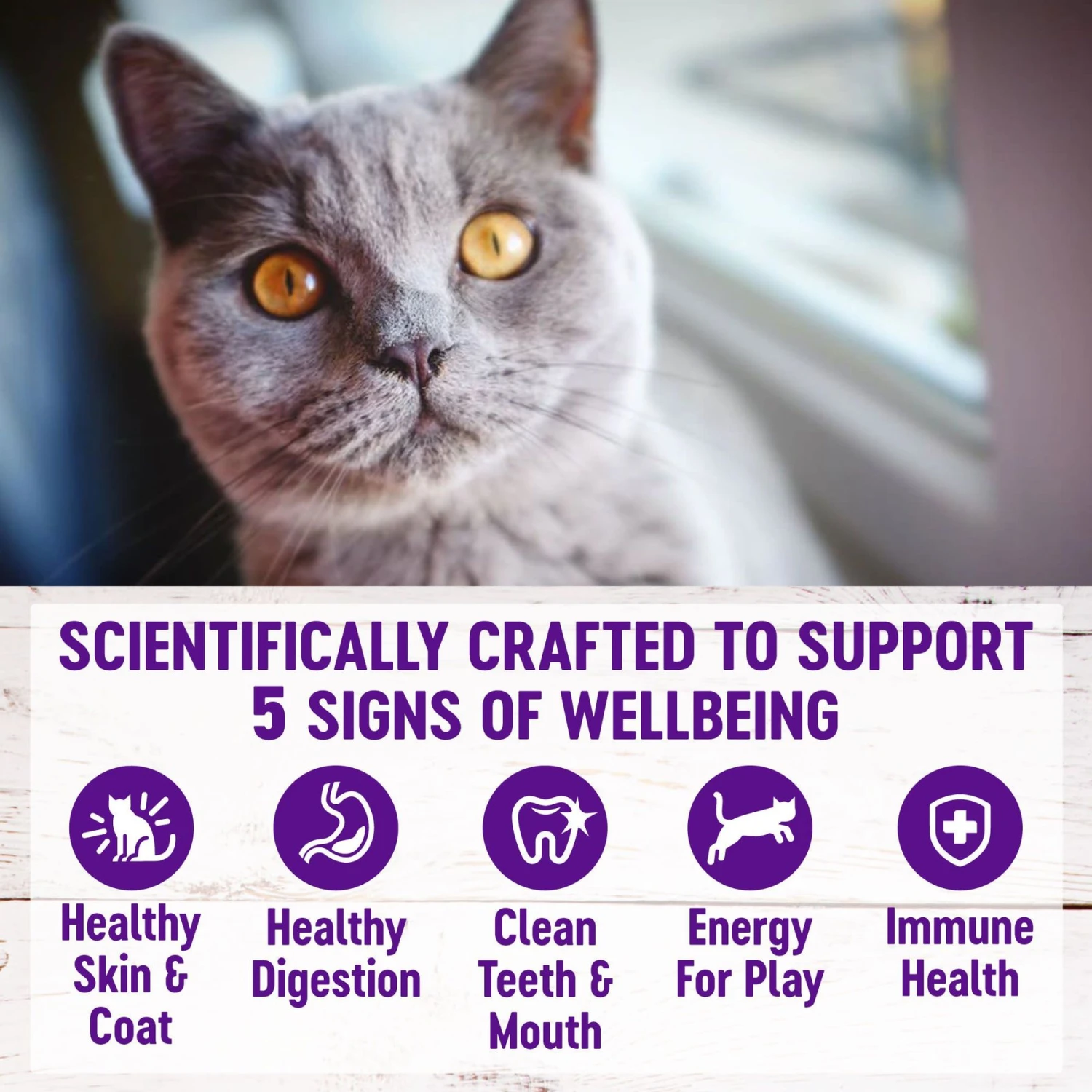 Wellness Complete Health Chicken Indoor Dry Cat Food 5 Wellness Complete Health Chicken Indoor Dry Cat Food - Image 3