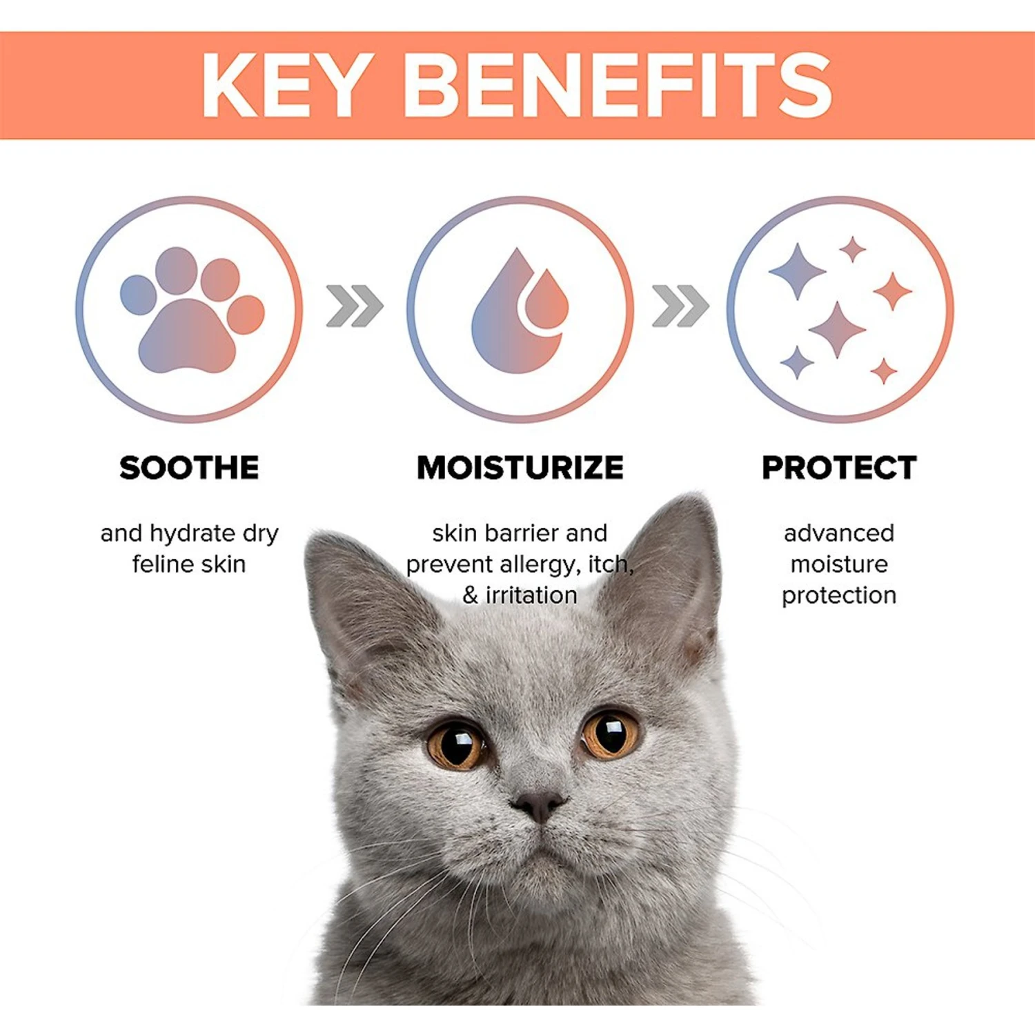 PetO'Cera Cat Body Wash 6 PetO'Cera Cat Body Wash - Image 4