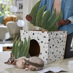 Frisco Potted Succulent Cardboard Cat House 11 Frisco Potted Succulent Cardboard Cat House -Furry Friends 317723 PT3. AC SS1800 V1688677248