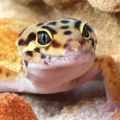 Leopard Gecko Manual -Furry Friends 327406 PT3. AC SS1800 V1632806773