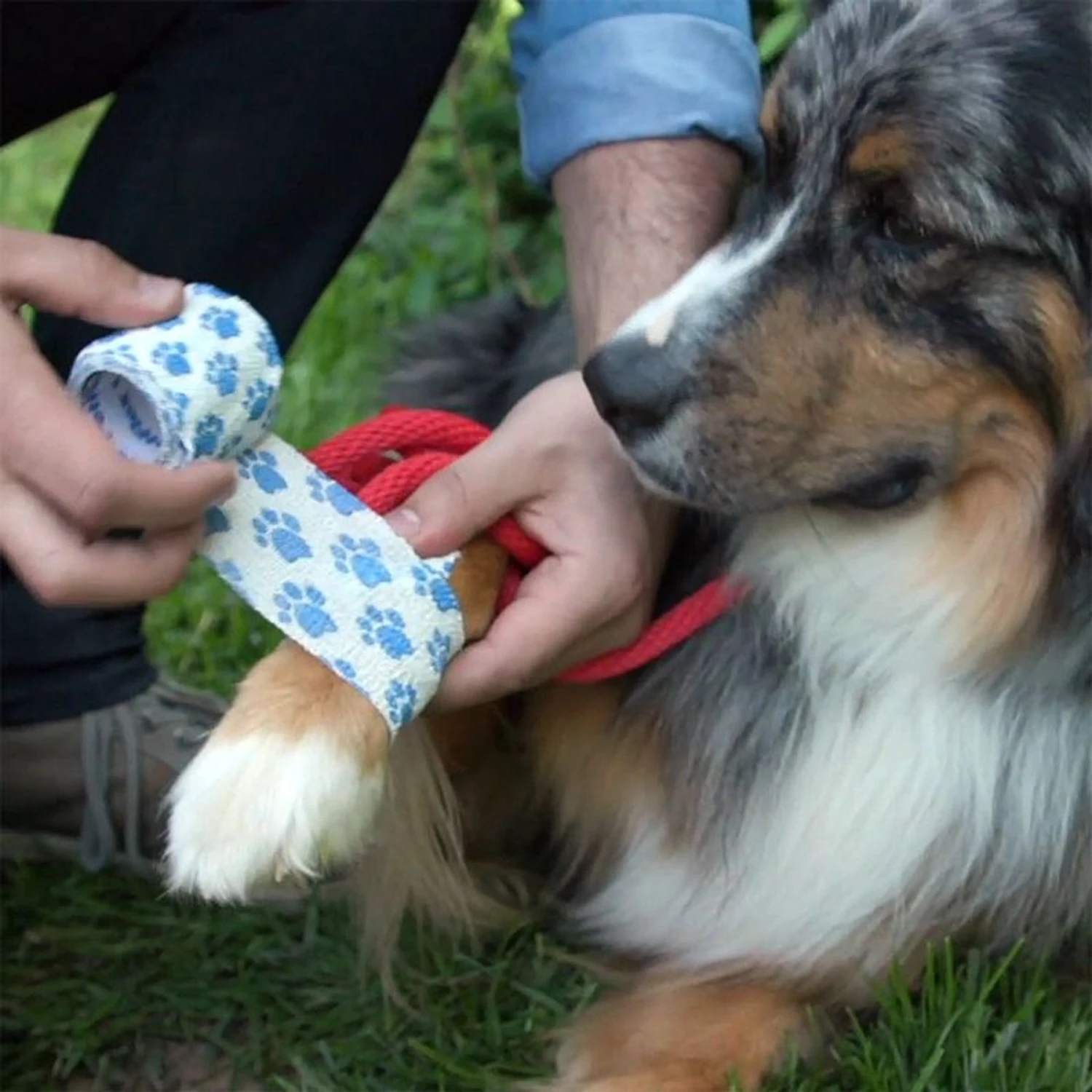 Pet Evac Pak First Dog & Cat First Aid Kit 10 Pet Evac Pak First Dog & Cat First Aid Kit - Image 8