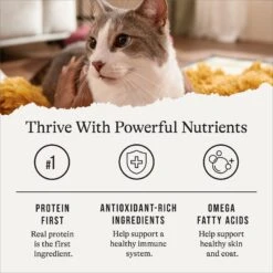 American Journey Senior Pate Chicken & Beef Recipe Canned Cat Food, 3-oz Can, Case Of 24 -Furry Friends 330849 PT5. AC SS1800 V1691614424