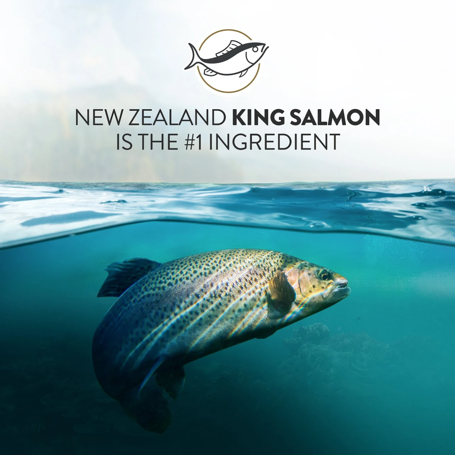 Addiction Grain-Free Salmon Bleu Dry Cat Food 6 Addiction Grain-Free Salmon Bleu Dry Cat Food - Image 4