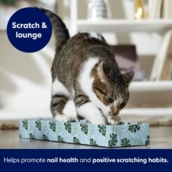 Frisco Single-Wide Cat Scratcher Toy With Catnip, Tropical Paradise, 2 Count -Furry Friends 347217 PT3. AC SS1800 V1659699275