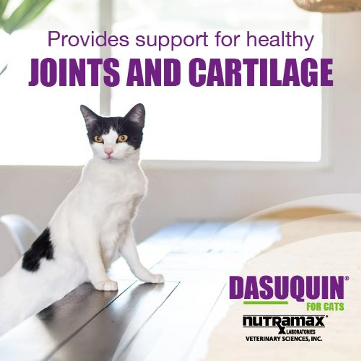 Nutramax Dasuquin Hip & Joint Soft Chews Joint Supplement For Cats 4 Nutramax Dasuquin Hip & Joint Soft Chews Joint Supplement For Cats - Image 2