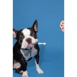 RADIUS Lush & Plush Dog & Cat Toothbrush -Furry Friends 369006 PT6. AC SS1800 V1700155138