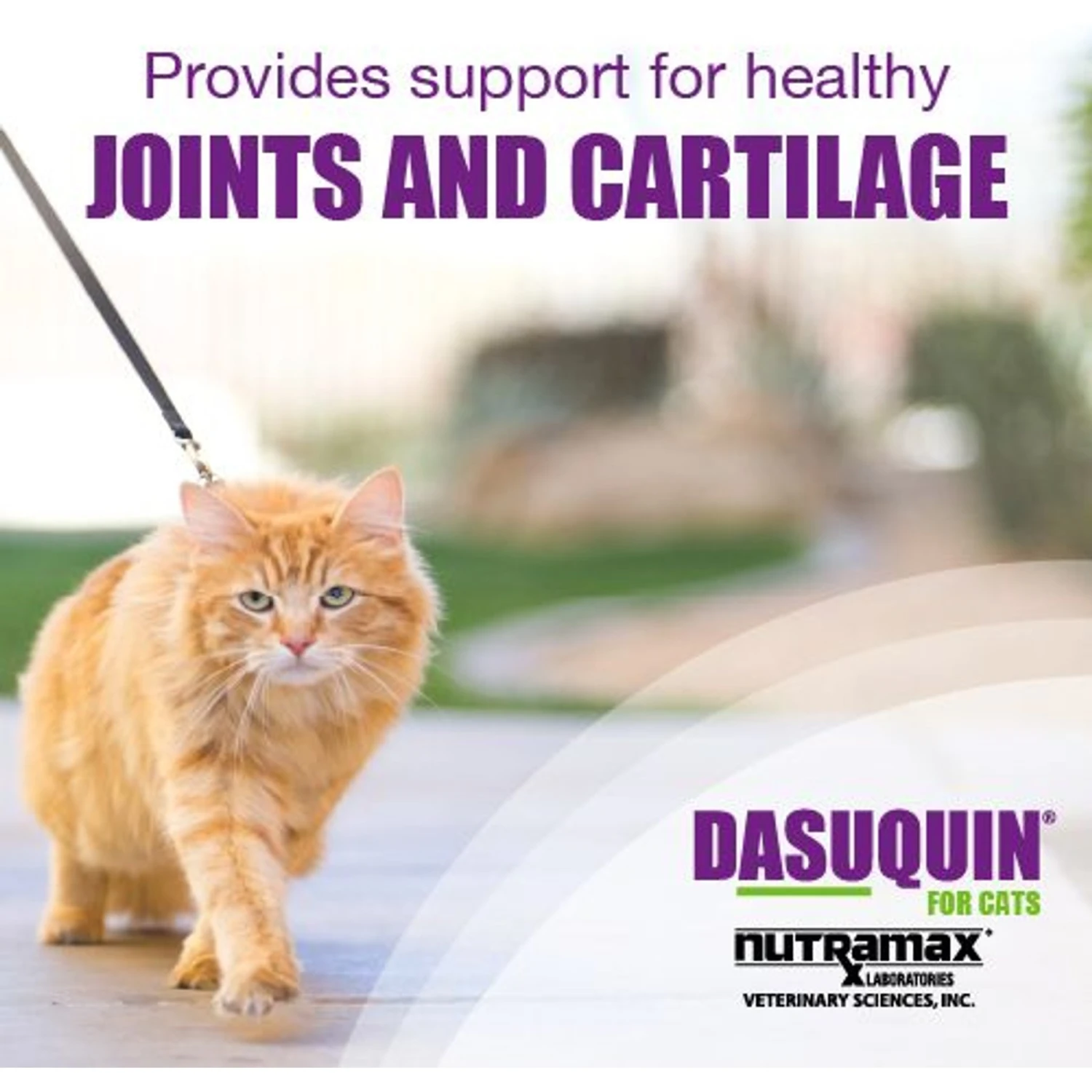 Nutramax Dasuquin Hip & Joint Capsules Joint Supplement For Cats 4 Nutramax Dasuquin Hip & Joint Capsules Joint Supplement For Cats - Image 2