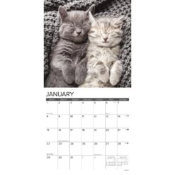 Just Kittens 2023 Wall Calendar 8 Just Kittens 2023 Wall Calendar -Furry Friends 512374 PT2. AC SS1800 V1657658058