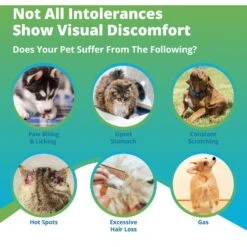 5Strands Food & Environmental Intolerance Test For Dog, Cat & Small Pet -Furry Friends 565558 PT2. AC SS1800 V1691007683