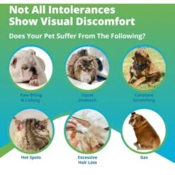 5Strands Food Intolerance Test For Dog, Cat & Small Pet -Furry Friends 565574 PT2. AC SS1800 V1691007641