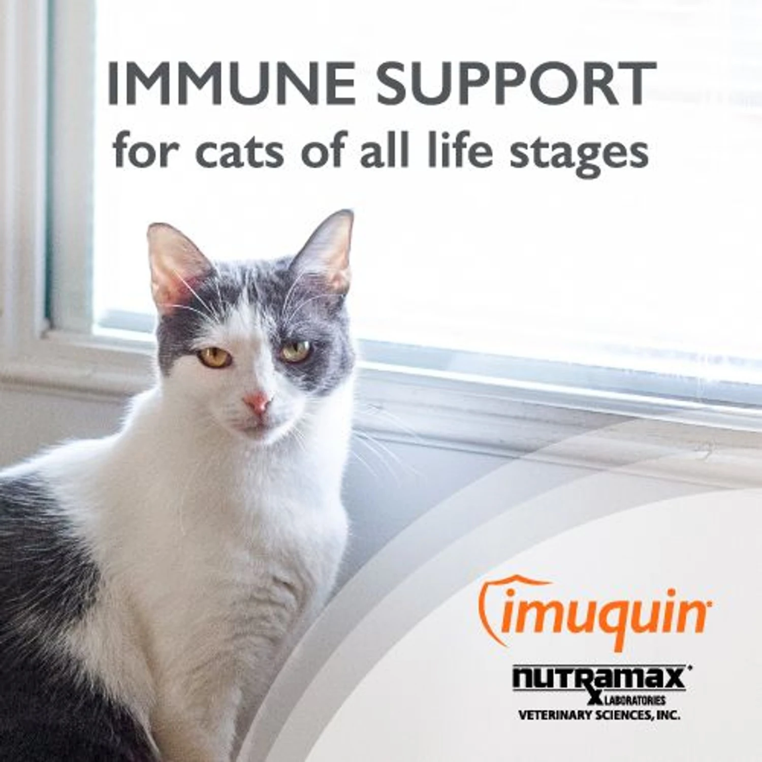 Nutramax Imuquin With Beta Glucans, Marine Lipids, Vitamins & Minerals Powder Packets Immune Supplement For Cats 4 Nutramax Imuquin With Beta Glucans, Marine Lipids, Vitamins & Minerals Powder Packets Immune Supplement For Cats - Image 2