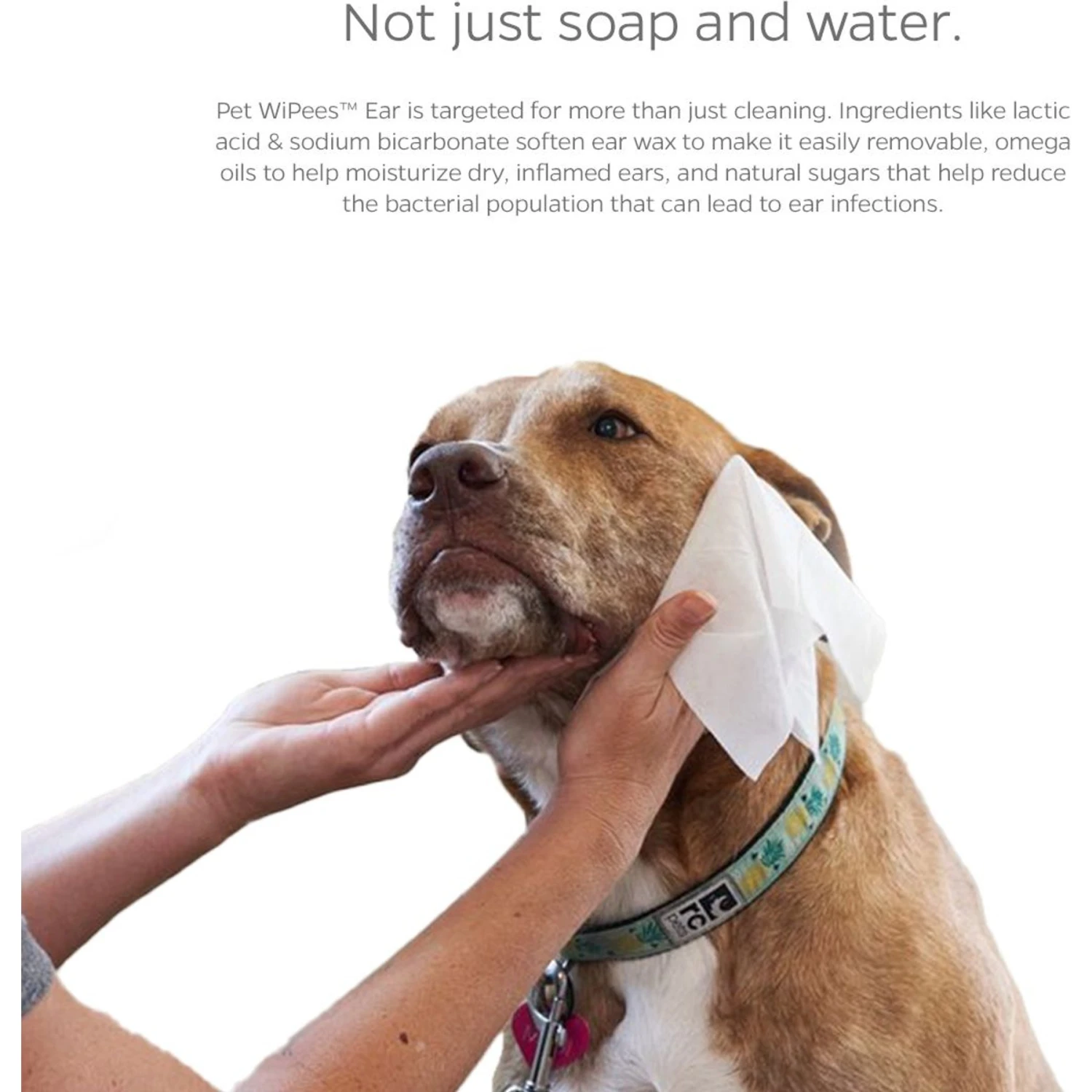 Pet Parents Pet WiPees Natural Scent Cat & Dog Ear Wipes, 100 Count 4 Pet Parents Pet WiPees Natural Scent Cat & Dog Ear Wipes, 100 Count - Image 2