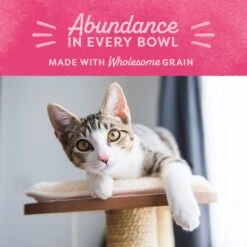 Natural Balance Fat Cats With Chicken Meal, Salmon Meal, Garbanzo Beans, Peas & Oatmeal Dry Cat Food 9 Natural Balance Fat Cats With Chicken Meal, Salmon Meal, Garbanzo Beans, Peas & Oatmeal Dry Cat Food -Furry Friends 61829 PT7. AC SS1800 V1522269621