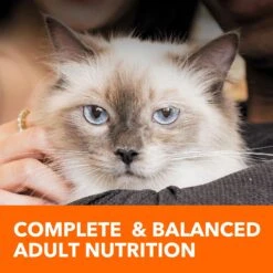 Iams ProActive Health Adult Hairball Care With Chicken & Salmon Dry Cat Food 18 Iams ProActive Health Adult Hairball Care With Chicken & Salmon Dry Cat Food -Furry Friends 62991 PT7. AC SS1800 V1609949566