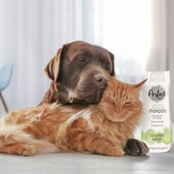 Perfect Coat Shed Control Tropical Mist Dog & Cat Shampoo -Furry Friends 633358 PT8. AC SS1800 V1667949221