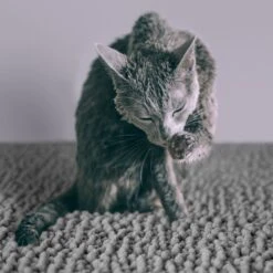 CatGuru Litter Mat, Gray -Furry Friends 641030 PT4. AC SS1800 V1663797989