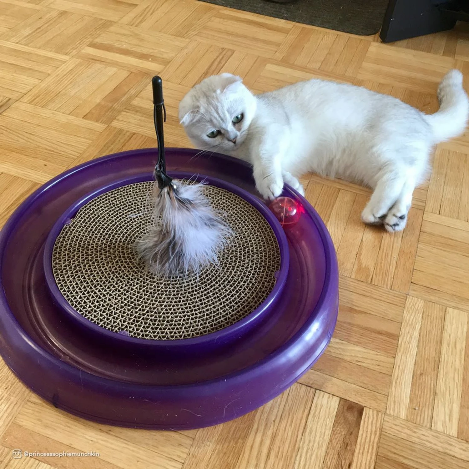 Bergan Replacement Twinkle Ball Cat Toy, Color Varies 4 Bergan Replacement Twinkle Ball Cat Toy, Color Varies - Image 2