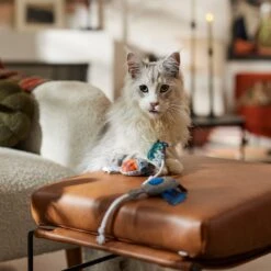 Frisco Halloween Cutie Bats Plush Cat Toy With Catnip -Furry Friends 667990 PT3. AC SS1800 V1689354957