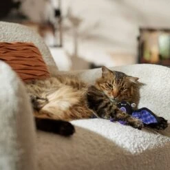 Frisco Halloween Cutie Bat Plush Cat Toy With Catnip -Furry Friends 668038 PT3. AC SS1800 V1689271242