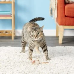 Fat Cat Eeeks! Cat Toy With Catnip, Color Varies, 1 Count -Furry Friends 68613 PT5. AC SS1800 V1525718689