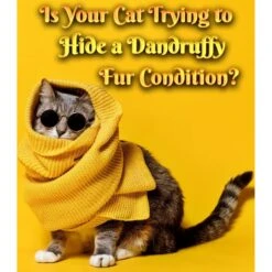 Pet MasterMind Fluffy Feline Cat Dandruff Care Spray, 8-oz Bottle 11 Pet MasterMind Fluffy Feline Cat Dandruff Care Spray, 8-oz Bottle -Furry Friends 692566 PT2. AC SS1800 V1667342893