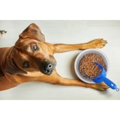 Van Ness Pet Food Scoop, Blue 11 Van Ness Pet Food Scoop, Blue -Furry Friends 70477 PT2. AC SS1800 V1628717192