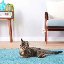 Ethical Pet Skinneeez Barnyard Creature Stuffing-Free Plush Cat Toy With Catnip, Color Varies 8 Ethical Pet Skinneeez Barnyard Creature Stuffing-Free Plush Cat Toy With Catnip, Color Varies -Furry Friends 71308 PT1. AC SS1800 V1545172561