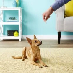 Ethical Pet Laser Exerciser Original 2 In 1 Dog & Cat Toy -Furry Friends 71427 PT4. AC SS1800 V1553880425