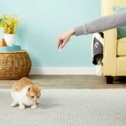 Ethical Pet Laser Exerciser Original 2 In 1 Dog & Cat Toy -Furry Friends 71427 PT5. AC SS1800 V1553880443