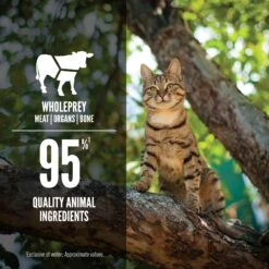 ORIJEN Regional Red Entree In Bone Broth Wet Cat Food 12 ORIJEN Regional Red Entree In Bone Broth Wet Cat Food -Furry Friends 741494 PT4. AC SS1800 V1681756771