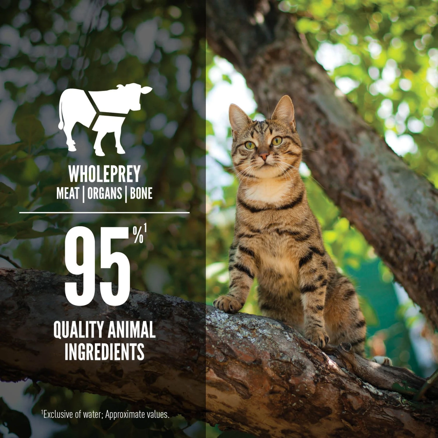 ORIJEN Regional Red Entree In Bone Broth Wet Cat Food 6 ORIJEN Regional Red Entree In Bone Broth Wet Cat Food - Image 4