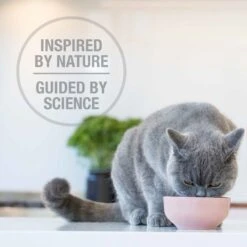 Feline Natural Chicken Grain-Free Freeze-Dried Cat Food, 11-oz Bag -Furry Friends 767454 PT4. AC SS1800 V1675891001