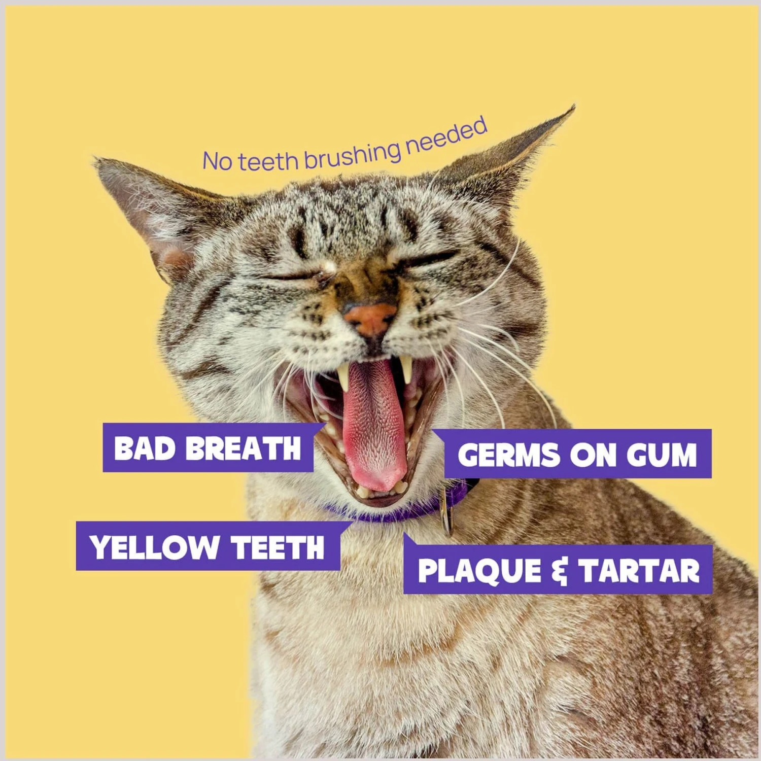 HICC PET Finger Glove Cat & Dog Dental Wipes, 50 Count 4 HICC PET Finger Glove Cat & Dog Dental Wipes, 50 Count - Image 2