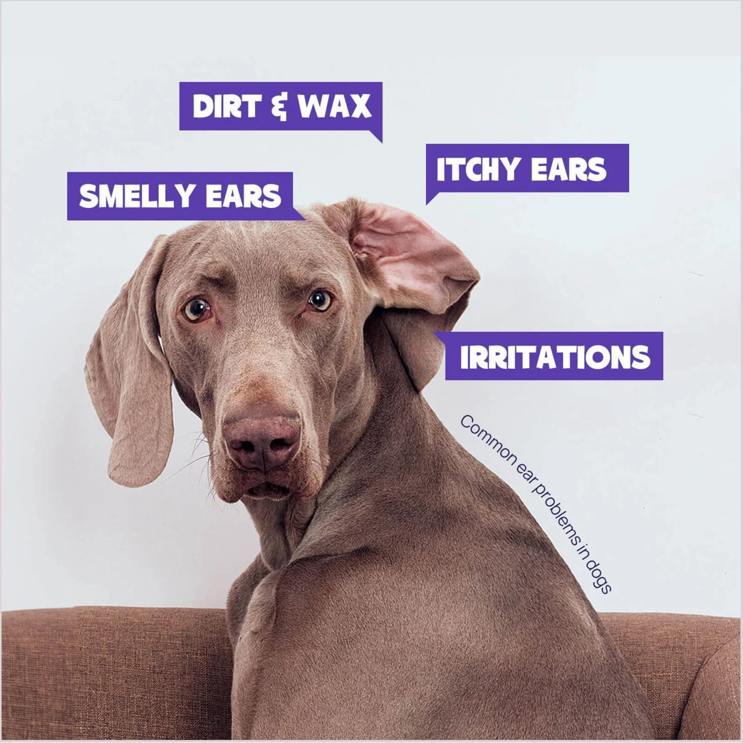 HICC PET Antibacterial Cat & Dog Ear Rinse With Cotton Swabs, 4-oz Bottle 4 HICC PET Antibacterial Cat & Dog Ear Rinse With Cotton Swabs, 4-oz Bottle - Image 2