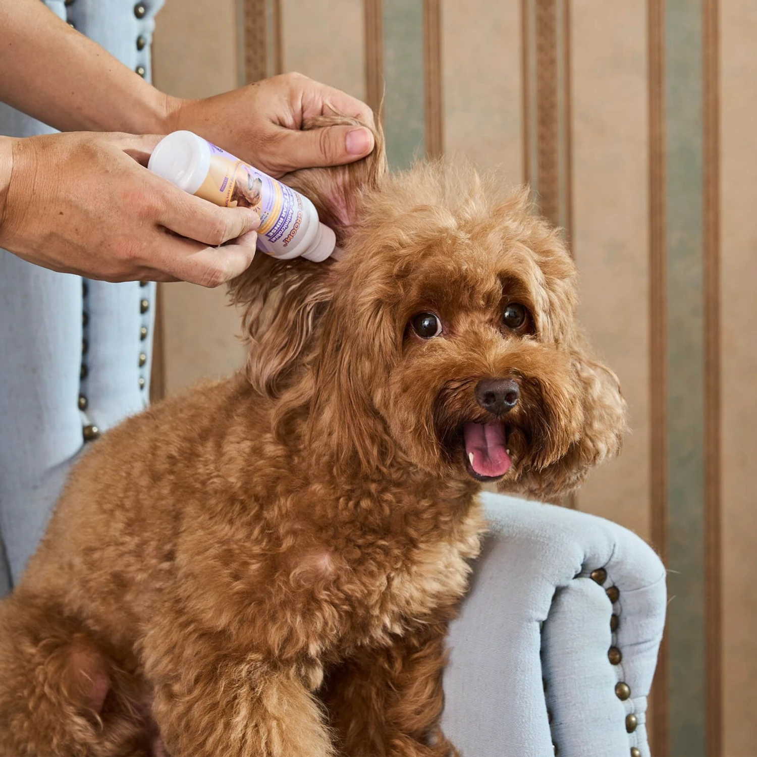 HICC PET Antibacterial Cat & Dog Ear Rinse With Cotton Swabs, 4-oz Bottle 6 HICC PET Antibacterial Cat & Dog Ear Rinse With Cotton Swabs, 4-oz Bottle - Image 4