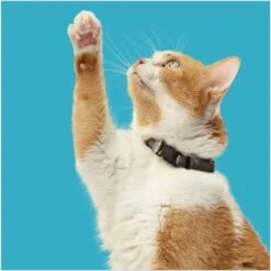 Rachael Ray Nutrish Natural Salmon & Brown Rice Recipe Dry Cat Food -Furry Friends 77990 PT5. AC SS1800 V1691768522