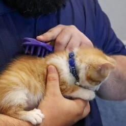 Li'l Pals Kitten Soft Tip Massager 8 Li'l Pals Kitten Soft Tip Massager -Furry Friends 782670 PT2. AC SS1800 V1680632797