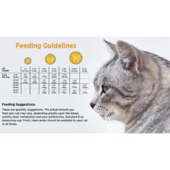 Blackwood Chicken Meal & Rice Recipe Kitten Formula Dry Cat Food 13 Blackwood Chicken Meal & Rice Recipe Kitten Formula Dry Cat Food -Furry Friends 79087 PT4. AC SS1800 V1550528517